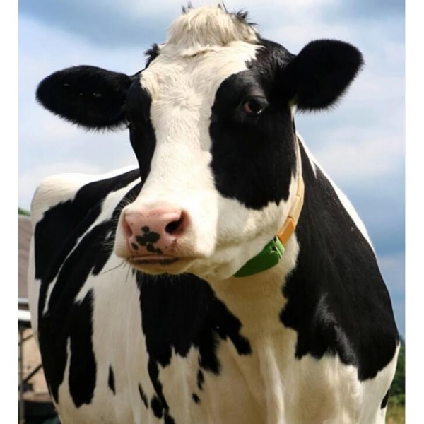 Animals Cow Diamond Painting Kit