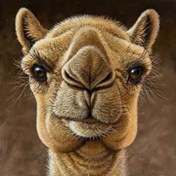 Animals Camel Diamond Art Kit