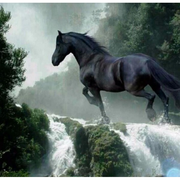 Animals Black Horse Running Fast Landscape