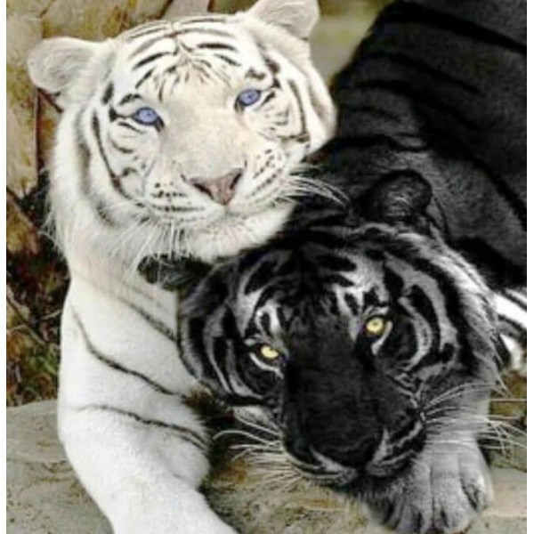 Animals Black & White Tigers – Diamond Art Kit