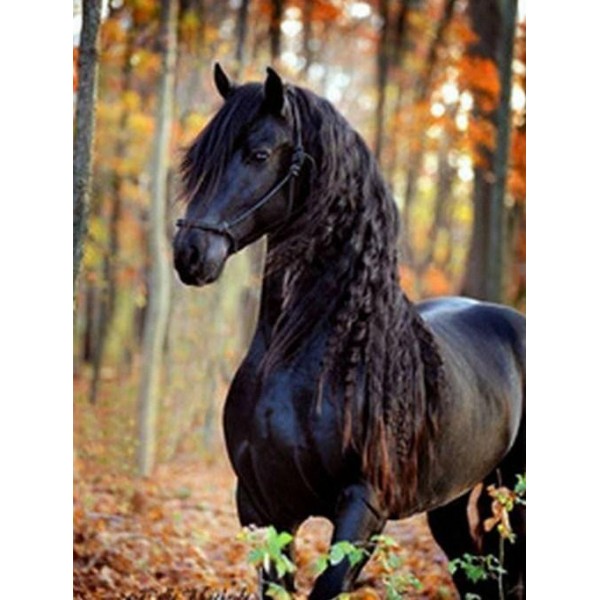 Animals Horse With Long Hair Diamond Painting