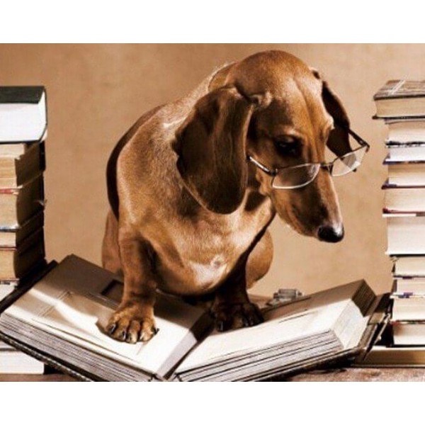 Animals Dog With Glasses Reading A Book