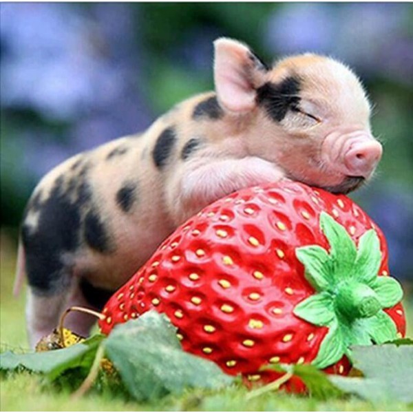 Animals Pig & Strawberry Diy Painting