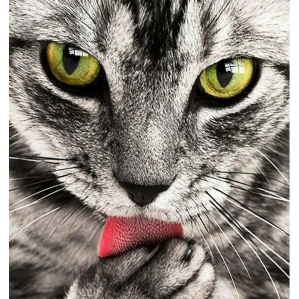 Animals Paw Licking Cat Diy Diamond Painting