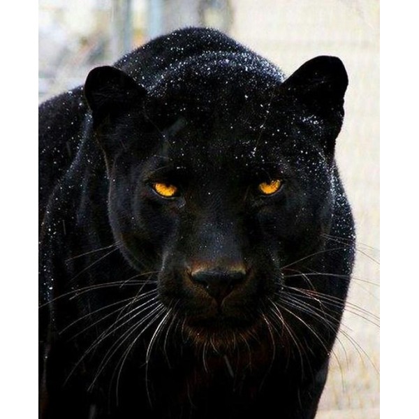 Animals Lion Black Panther Diamond Art