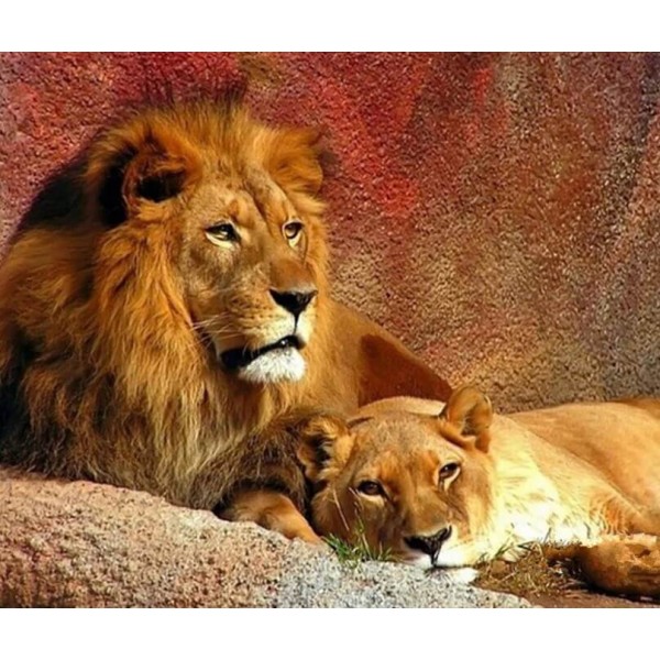 Animals Lion & Lioness Couple Painting Kit