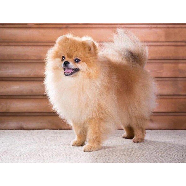 Animals Best Sweet Puppy – Pomeranian Breed Dog