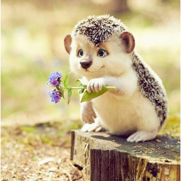 Animals Best Flowers & Hedgehog Diamond Painting Kit