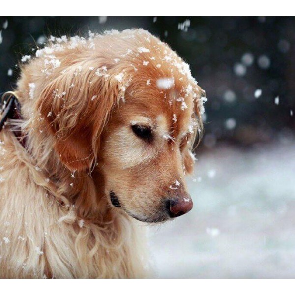 Animals Best Snow & Dog Diy Diamond Painting