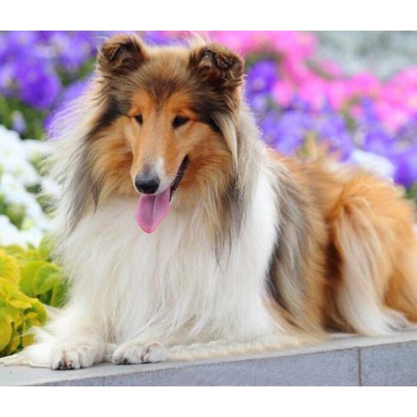 Animals Beautiful  – Rough Collie Breed