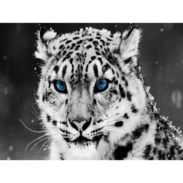 Animal Snow White Leopard With Blue Eyes Diamond Art