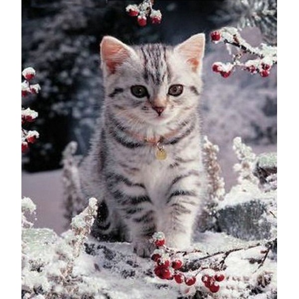 Animal Reiki Snow White Cat Diamond Art