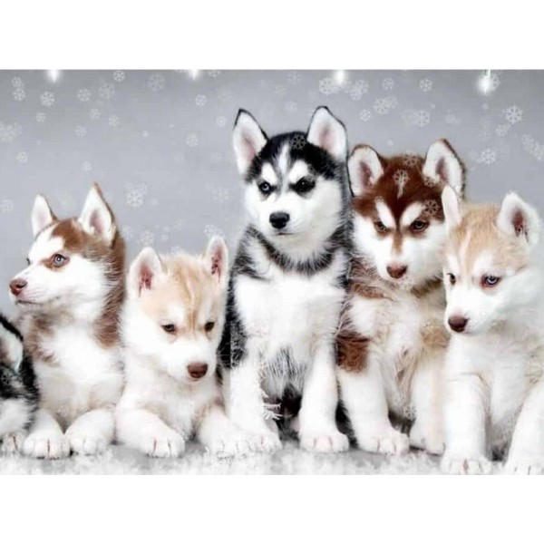 Animals Winter Wolf 5 Cute Dogs Together Square Diamonds
