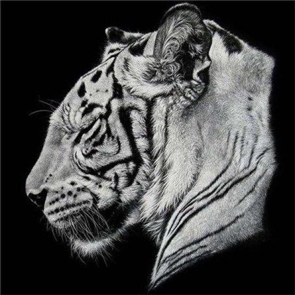 Animals Square Wild Black & White Lion And Tigers Diamond Painting
