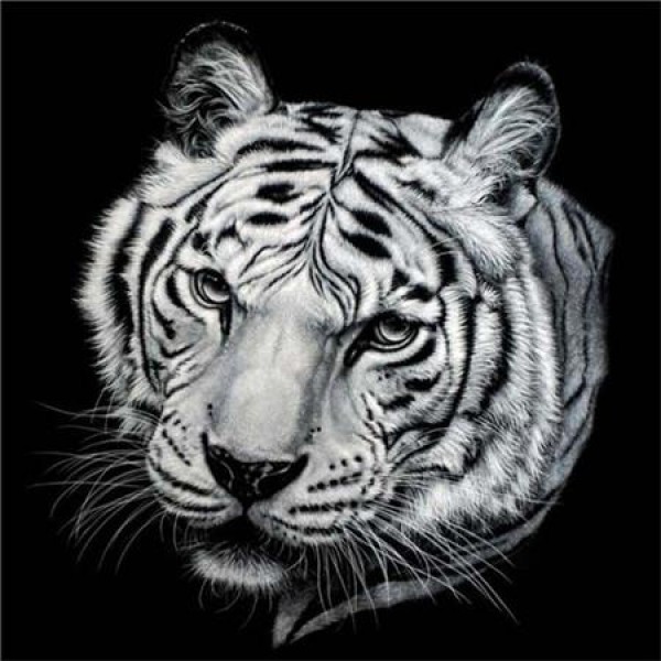 Animals Square Wild Black & White Lion And Tigers Diamond Painting