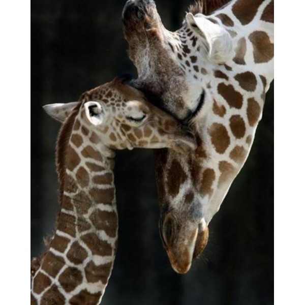 Animals Square Diamonds Cute Baby Giraffe And Mother Love