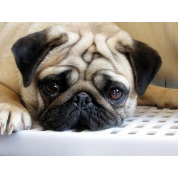 Animals Sad Dog Painting – Pug Dog Breed