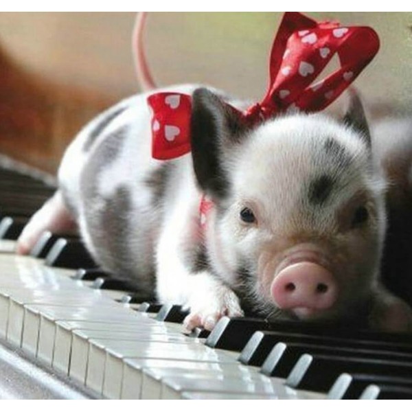 Best Animals Cute Pig Lying On Piano Table