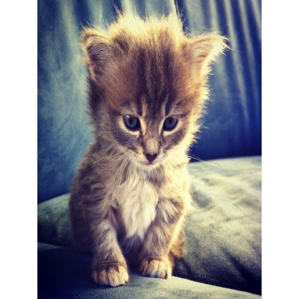 Animal Little Cat With Golden Light Diamond Art