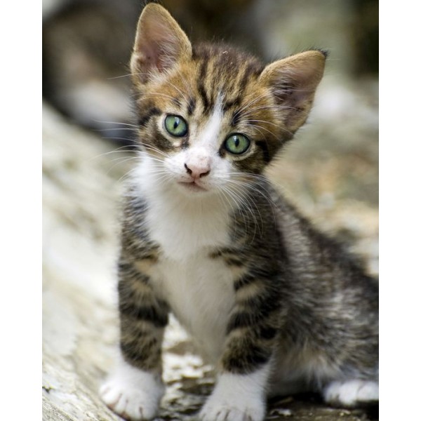 Animal Docile Green-eyed Kitten Diamond Art