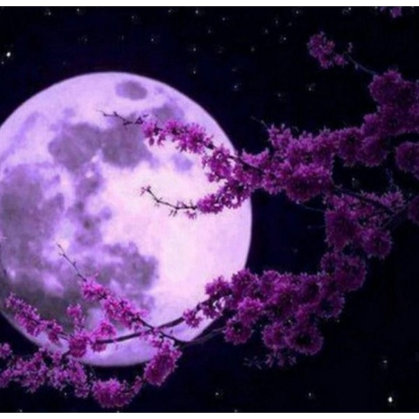 Landscape Cherry Blossoms & Fuul Moon Painting