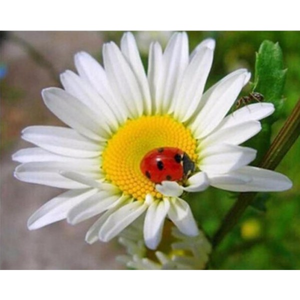 Square Beautiful Ladybug On Flower Painting With Diamonds