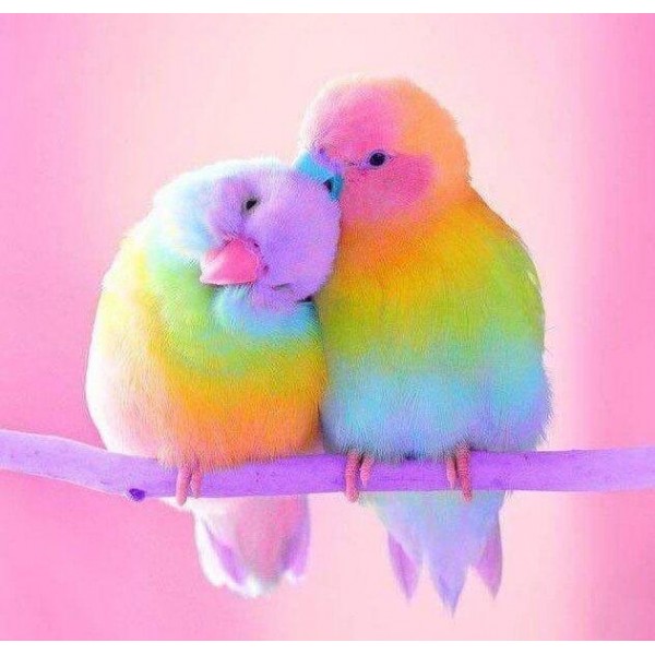 Birds Sweet Little Parrots Pair