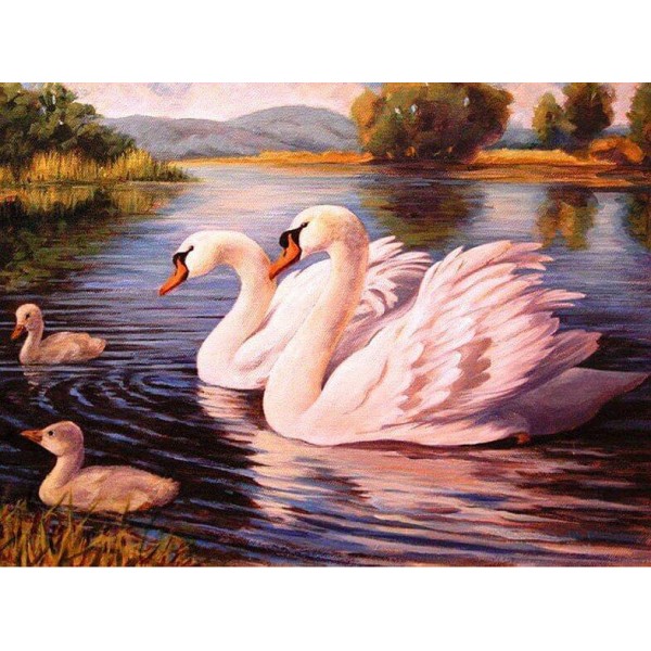Birds Sea & Rivers Fabulous Swans In The Lake