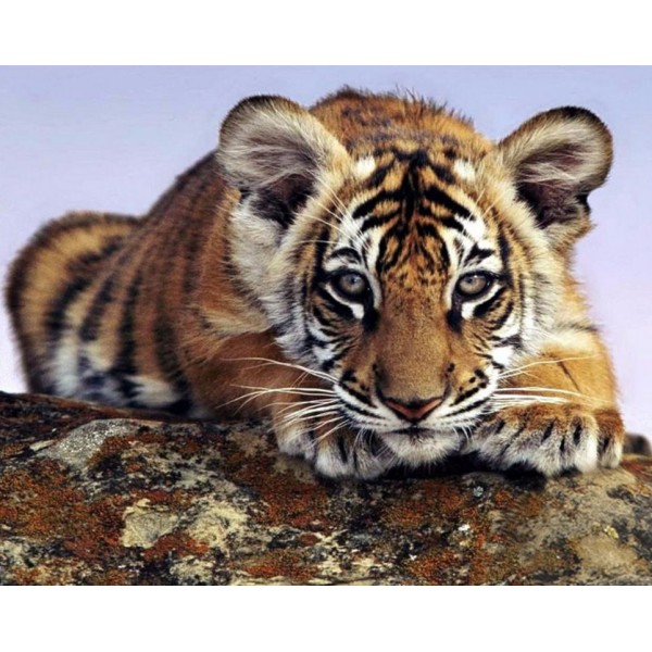 Animal A Little Tiger Waiting To Be Fed Diamond Art