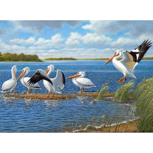 Beautiful Birds – Pelicans